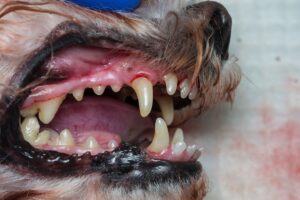 mt. carmel animal hospital tooth root abscess in dogs