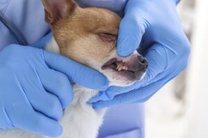 mt. carmel animal hospital baby teeth in dogs