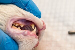 mt. carmel animal hospital oral tumors in cats and dogs