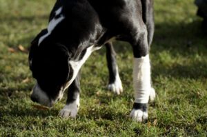 mt. carmel animal hospital osteoarthritis in dogs and cats