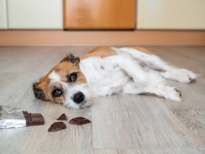 mount carmel animal hospital poison prevention week