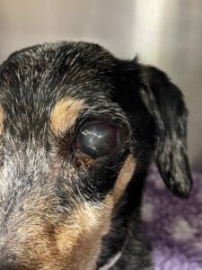 mt. carmel animal hospital glaucoma in dogs