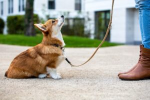 mount carmel animal hospital national puppy day