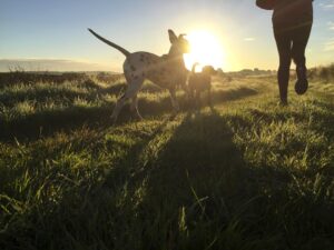 mt. carmel animal hospital anaplasmosis in dogs