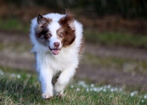 mt. carmel animal hospital heartworm awareness month