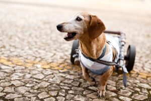 mount carmel animal hospital specially-abled pets day - Paraplegic senior dog
